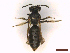  ( - IRBI_Imagho_CK8)  @11 [ ] CreativeCommons  Attribution Non-Commercial Share-Alike (2022) Lorène Marchal IRBI