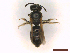  ( - IRBI_Imagho_CL10)  @11 [ ] CreativeCommons  Attribution Non-Commercial Share-Alike (2022) Lorène Marchal IRBI