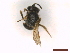  ( - IRBI_Imagho_CL8)  @11 [ ] CreativeCommons  Attribution Non-Commercial Share-Alike (2022) Lorène Marchal IRBI