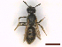  ( - IRBI_Imagho_CR5)  @11 [ ] CreativeCommons  Attribution Non-Commercial Share-Alike (2022) Lorène Marchal IRBI