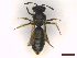  ( - IRBI_Imagho_CT8)  @11 [ ] CreativeCommons  Attribution Non-Commercial Share-Alike (2022) Lorène Marchal IRBI