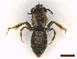  ( - IRBI_Imagho_CZ10)  @11 [ ] CreativeCommons  Attribution Non-Commercial Share-Alike (2022) Lorène Marchal IRBI