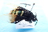  ( - CLV7787)  @11 [ ] CreativeCommons  Attribution Non-Commercial Share-Alike (2019) Carlos Lopez Vaamonde Institut National de la Recherche Agronomique, Zoologie Forestiere