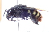  ( - CLV7839)  @11 [ ] CreativeCommons  Attribution Non-Commercial Share-Alike (2019) Carlos Lopez Vaamonde Institut National de la Recherche Agronomique, Zoologie Forestiere