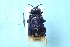  ( - CLV7839)  @11 [ ] CreativeCommons  Attribution Non-Commercial Share-Alike (2019) Carlos Lopez Vaamonde Institut National de la Recherche Agronomique, Zoologie Forestiere