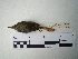  ( - Seq166_Sittasomus_griseicapillus)  @13 [ ] Unspecified (default): All Rights Reserved  Unspecified Unspecified