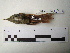  ( - Seq232_Sittasomus_griseicapillus)  @13 [ ] Unspecified (default): All Rights Reserved  Unspecified Unspecified