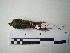 ( - Seq237_Sittasomus_griseicapillus)  @13 [ ] Unspecified (default): All Rights Reserved  Unspecified Unspecified