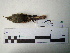  ( - Seq240_Sittasomus_griseicapillus)  @13 [ ] Unspecified (default): All Rights Reserved  Unspecified Unspecified