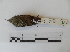  ( - Seq86_Sittasomus_griseicapillus)  @13 [ ] Unspecified (default): All Rights Reserved  Unspecified Unspecified
