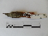  ( - Seq89_Sittasomus_griseicapillus)  @13 [ ] Unspecified (default): All Rights Reserved  Unspecified Unspecified