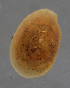  (Burnupiidae - 013267771)  @11 [ ] CreativeCommons - Attribution (2018) NHMUK NHMUK