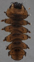  (Elporia - 013267792)  @11 [ ] CreativeCommons - Attribution (2018) NHMUK NHMUK