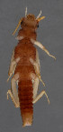  (Afronemoura - 013267816)  @11 [ ] CreativeCommons - Attribution (2018) NHMUK NHMUK