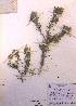 ( - FML-ANG-000001c)  @11 [ ] No Rights Reserved  Unspecified Unspecified