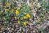  (Adesmia schickendantzii - FML-ANG-000003b)  @11 [ ] No Rights Reserved  Unspecified Unspecified