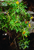  (Adesmia trijuga - FML-ANG-000011a)  @11 [ ] No Rights Reserved  Unspecified Unspecified