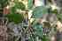  (Amomyrtella - FML-ANG-000013a)  @11 [ ] No Rights Reserved  Unspecified Unspecified