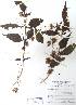  ( - FML-ANG-000010b)  @11 [ ] No Rights Reserved  Unspecified Unspecified