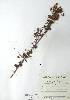  ( - FML-ANG-000020b)  @11 [ ] No Rights Reserved  Unspecified Unspecified