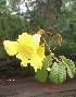  (Handroanthus chrysotrichus - FML-ANG-000019a)  @11 [ ] No Rights Reserved  Unspecified Unspecified