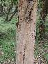  (Myrcianthes pseudomato - FML-ANG-000005b)  @11 [ ] No Rights Reserved  Unspecified Unspecified