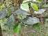  ( - FML-ANG-000005c)  @11 [ ] No Rights Reserved  Unspecified Unspecified