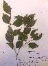  ( - FML-ANG-000005a)  @11 [ ] No Rights Reserved  Unspecified Unspecified