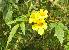 ( - FML-ANG-000021a)  @11 [ ] No Rights Reserved  Unspecified Unspecified