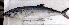  ( - B060724STP1)  @11 [ ] copyright © (2025) Houangninan Emmanuel Calebe MIDINOUDEWA Institut de Recherches Halieutiques et Oceanologiques du Benin