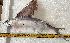  (Cypselurus melanurus - B150524FEP01)  @11 [ ] copyright © (2025) Houangninan Emmanuel Calebe MIDINOUDEWA Institut de Recherches Halieutiques et Oceanologiques du Benin