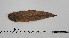 (Cynoglossus cadenati - CYC-BN-1)  @11 [ ] Unspecified (default): All Rights Reserved (2024) INRH, Marocco Institut national de Recherche Halieutique, Maroc
