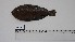  (Microchirus hexophthalmus - DLH-BN-2)  @11 [ ] Unspecified (default): All Rights Reserved (2024) Institut National de Recherche Halieutique, Maroc Institut National de Recherche Halieutique, Maroc
