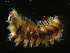  ( - 09BENTH081)  @12 [ ] CreativeCommons - Attribution (2011) BOLD Centre for Biodiversity Genomics