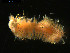  ( - 09BENTH104)  @13 [ ] CreativeCommons - Attribution (2011) BOLD Centre for Biodiversity Genomics