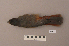  ( - UWBM 49730)  @14 [ ] Copyright (2008) Unspecified Burke Museum of Natural History and Culture