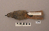  ( - UWBM 51769)  @13 [ ] Copyright (2008) Unspecified Burke Museum of Natural History and Culture