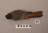  ( - UWBM 56793)  @14 [ ] Copyright (2008) Unspecified Burke Museum of Natural History and Culture
