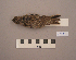  ( - UWBM 64797)  @14 [ ] Copyright (2008) Unspecified Burke Museum of Natural History and Culture