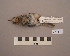  ( - UWBM 64797)  @13 [ ] Copyright (2008) Unspecified Burke Museum of Natural History and Culture