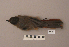  ( - UWBM 66538)  @14 [ ] Copyright (2008) Unspecified Burke Museum of Natural History and Culture