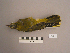  (Oriolus chinensis - UWBM 71725)  @14 [ ] Copyright (2008) Unspecified Burke Museum of Natural History and Culture