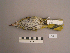 ( - UWBM 71725)  @13 [ ] Copyright (2008) Unspecified Burke Museum of Natural History and Culture