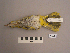  ( - UWBM 72068)  @13 [ ] Copyright (2008) Unspecified Burke Museum of Natural History and Culture