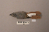  ( - UWBM 78274)  @13 [ ] Copyright (2008) Unspecified Burke Museum of Natural History and Culture