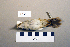  ( - UWBM 61230)  @13 [ ] Copyright (2008) Unspecified Burke Museum of Natural History and Culture