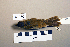  ( - UWBM 61230)  @13 [ ] Copyright (2008) Unspecified Burke Museum of Natural History and Culture