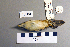  ( - UWBM 46500)  @13 [ ] Copyright (2008) Unspecified Burke Museum of Natural History and Culture