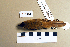  (Acrocephalus agricola - UWBM 46500)  @14 [ ] Copyright (2008) Unspecified Burke Museum of Natural History and Culture