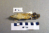  ( - UWBM 47551)  @13 [ ] Copyright (2008) Unspecified Burke Museum of Natural History and Culture